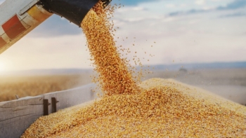 Việt Nam xuất siêu gần 40 triệu USD sang Ấn Độ