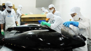 Xuất khẩu cá ngừ tháng 1/2022 tăng 108% so với cùng kỳ