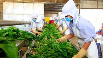 Xuất khẩu rau quả giảm mạnh trong nửa đầu tháng 2/2022