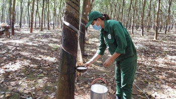 Việt Nam đứng vị trí thứ 3 cung cấp cao su cho Ấn Độ