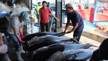 Xung đột giữa Nga và Ukraine gây ảnh hưởng xấu đến xuất khẩu cá ngừ Việt Nam