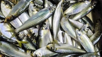 Phan Thiết bước vào vụ thu hoạch cá trích