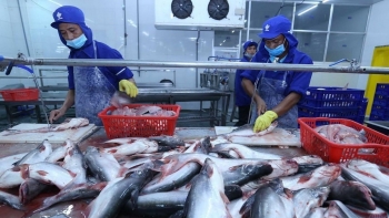 Xuất khẩu cá tra sang EU khởi sắc trở lại