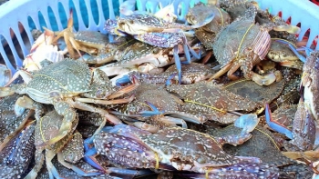 Xuất khẩu thủy sản sang Trung Quốc và HongKong tăng đột biến