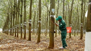 Việt Nam đứng vị trí thứ 3 cung cấp cao su cho Hàn Quốc