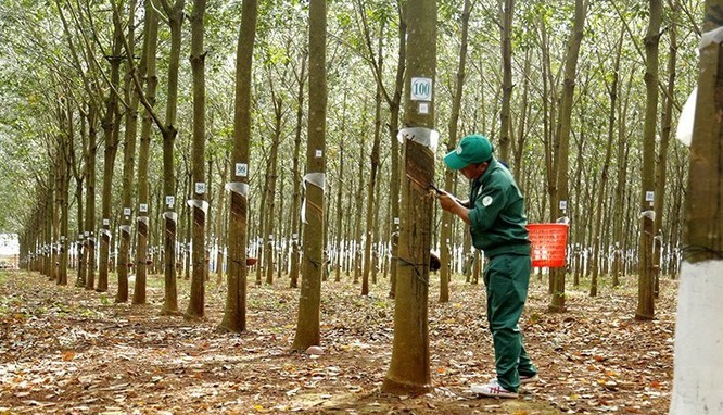 Xuất khẩu cá tra phục hồi mạnh mẽ tại các thị trường lớn