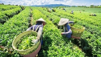 Việt Nam đứng vị trí thứ 5 cung cấp chè cho Mỹ