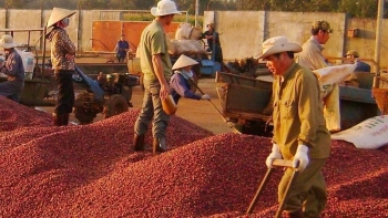 Xuất khẩu cà phê cán mốc 1 tỷ USD