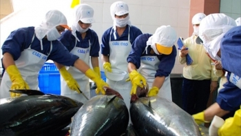 Xuất khẩu cá ngừ sang Canada tăng đột biến