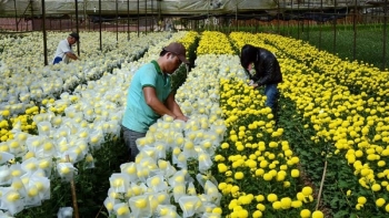 Việt Nam đứng vị trí thứ 6 cung cấp hoa cho Nhật Bản