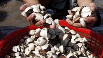 Xuất khẩu nhuyễn thể có vỏ đạt trên 30 triệu USD