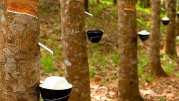 Thị trường cao su đầy biến động