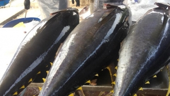 Xuất khẩu cá ngừ Việt Nam sang Bồ Đào Nha tăng trưởng mạnh