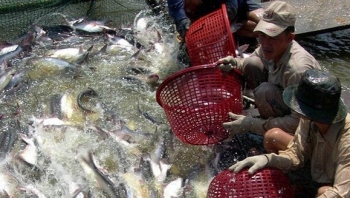 Xuất khẩu cá tra sang Canada tăng trưởng mạnh