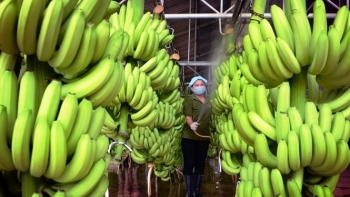 Việt Nam đứng vị trí thứ 7 cung cấp chuối cho Nhật Bản