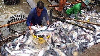 Việt Nam đứng vị trí thứ 4 cung cấp thủy sản cho Trung Quốc