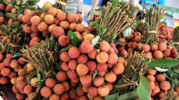 Lục Ngạn (Bắc Giang): Vải sớm giữ mức giá ổn định