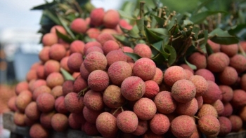Bắc Giang: Tình hình tiêu thụ vải thiều huyện Lục Ngạn