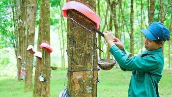 Xuất khẩu cao su tăng hơn 33% trong tháng 5/2022