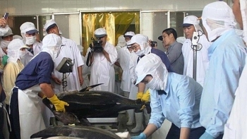 Việt Nam đứng vị trí thứ 5 cung cấp cá ngừ cho Hà Lan