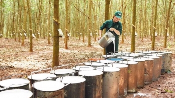 Việt Nam tiếp tục đứng vị trí thứ 2 cung cấp cao su cho Trung Quốc