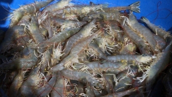 Người dân Cà Mau phấn khởi khi giá tôm tăng