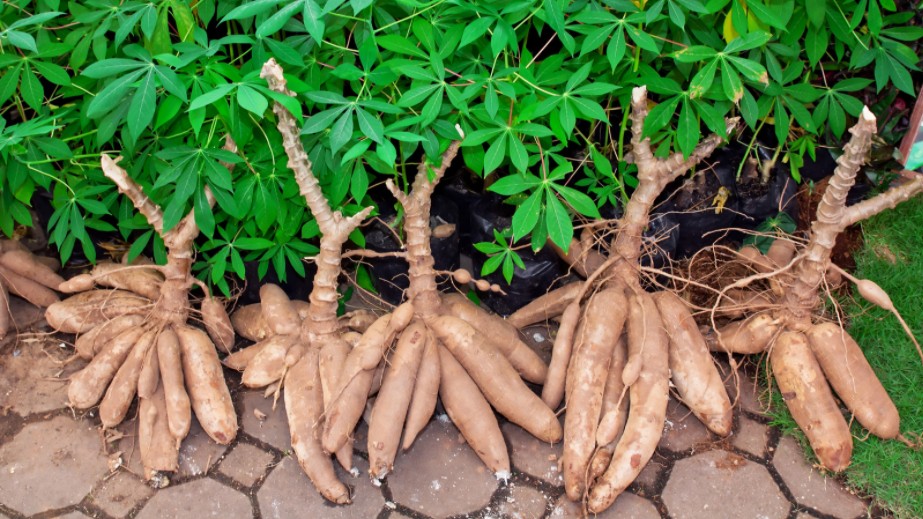 Xuất khẩu sắn và các sản phẩm từ sắn đạt 1,45 triệu tấn