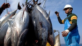 Canada - Thị trường tiềm năng cho cá ngừ Việt Nam