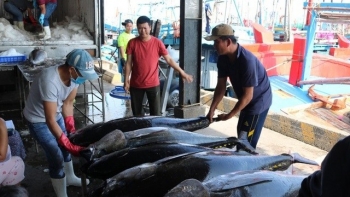 Xuất khẩu cá ngừ 5 tháng đạt hơn 462 triệu USD