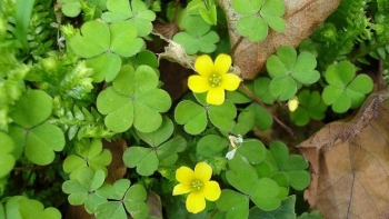 Công dụng tuyệt vời của cây me đất không phải ai cũng biết