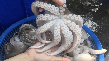 Xuất khẩu mực, bạch tuộc đạt 276 triệu USD