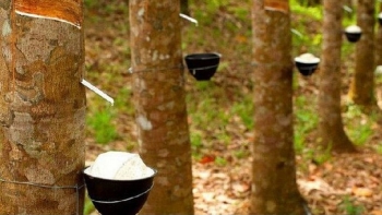 Xuất khẩu cao su tăng hơn 12% về trị giá