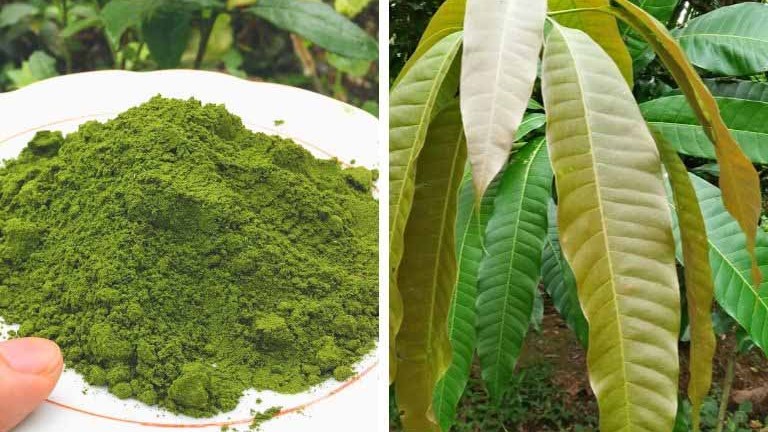 Một số bài thuốc dân gian từ lá xoài non