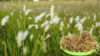 Những bài thuốc dân gian từ cây cỏ tranh trong Đông y