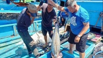 Xuất khẩu cá ngừ Việt Nam gặp nhiều khó khăn