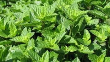 Cao Bằng: Xác lập quyền sở hữu cho sản phẩm thạch đen huyện Thạch An