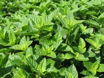 Cao Bằng: Xác lập quyền sở hữu cho sản phẩm thạch đen huyện Thạch An