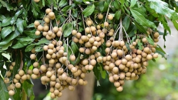 Hơn 400 nghìn tấn trái cây ở phía Nam cần tiêu thụ gấp