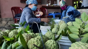Tình hình tiêu thụ nông sản nhãn, na tại Bắc Giang