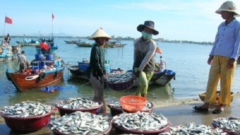 Ngư dân Ninh Thuận trúng vụ cá lớn