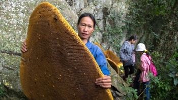 Độc đáo phong tục thu hoạch tổ ong khoái khổng lồ của người Dao Tiền