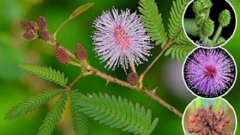 Bài thuốc quý từ cây trinh nữ