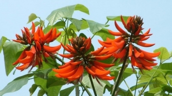 Lá vông - loại thuốc quý đối với sức khỏe