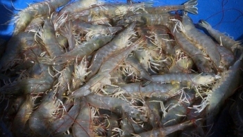 Khánh Hòa: Tôm rớt giá liên tục, người dân đứng trước cảnh thua lỗ