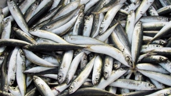 Ngư dân Bình Định trúng lớn vụ cá nục suông