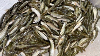 Ngư dân ĐBSCL trúng vụ cá linh non với giá cao