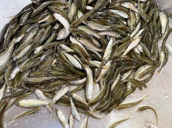 Ngư dân ĐBSCL trúng vụ cá linh non với giá cao