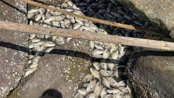 Nhiều hộ nuôi cá lồng bè ở Quảng Ngãi bị ảnh hưởng nặng sau bão số 5