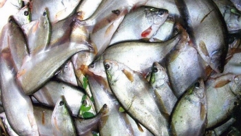 Giá cá thát lát giảm mạnh tại Hậu Giang