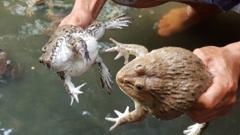 Thái Nguyên: Mô hình nuôi ếch Thái Lan mang lại hiệu quả kinh tế cao